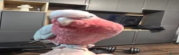 Parrots birds for sale: Galah Cockatoo Hand Reared  - Advert 9