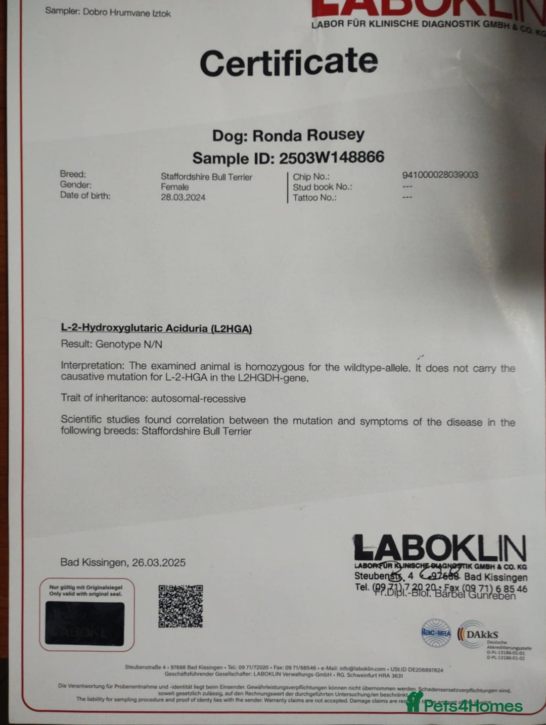 Staffordshire Bull Terrier dogs for sale: FCI - SBT litter - Advert 4