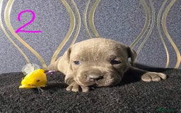 Staffordshire Bull Terrier dogs for sale: Stunning Staffordshire bull terrier pups  - Image 4