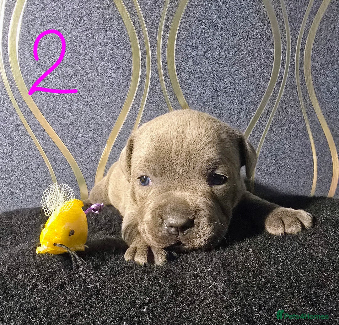 Staffordshire Bull Terrier dogs for sale: Stunning Staffordshire bull terrier pups  - Image 4