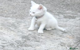 European cats for sale: Cats  - Image 6