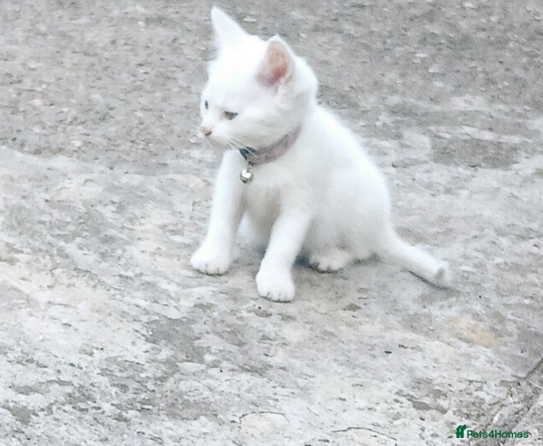 European cats for sale: Cats  - Image 6
