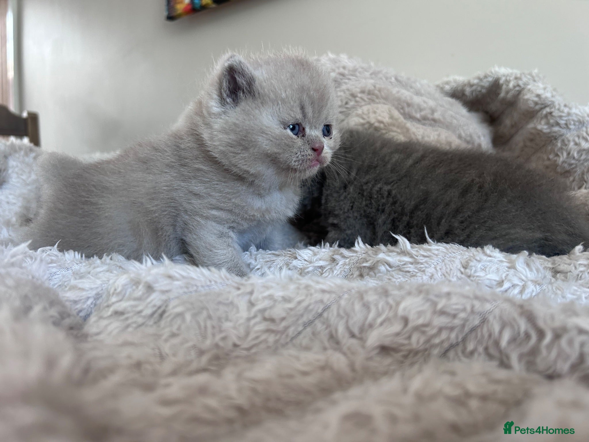 British Shorthair cats Tica registered British Shorthair Kittens  - Advert 1
