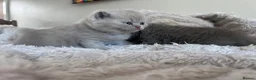 British Shorthair cats for sale: Tica registered British Shorthair Kittens  - Advert 1