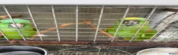 Parrots birds for sale: Yellow Nape Amazons breeding pair - Advert 4
