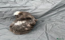 Guinea Pig rodents for sale: 2 male guinea pigs & House  - Image 4