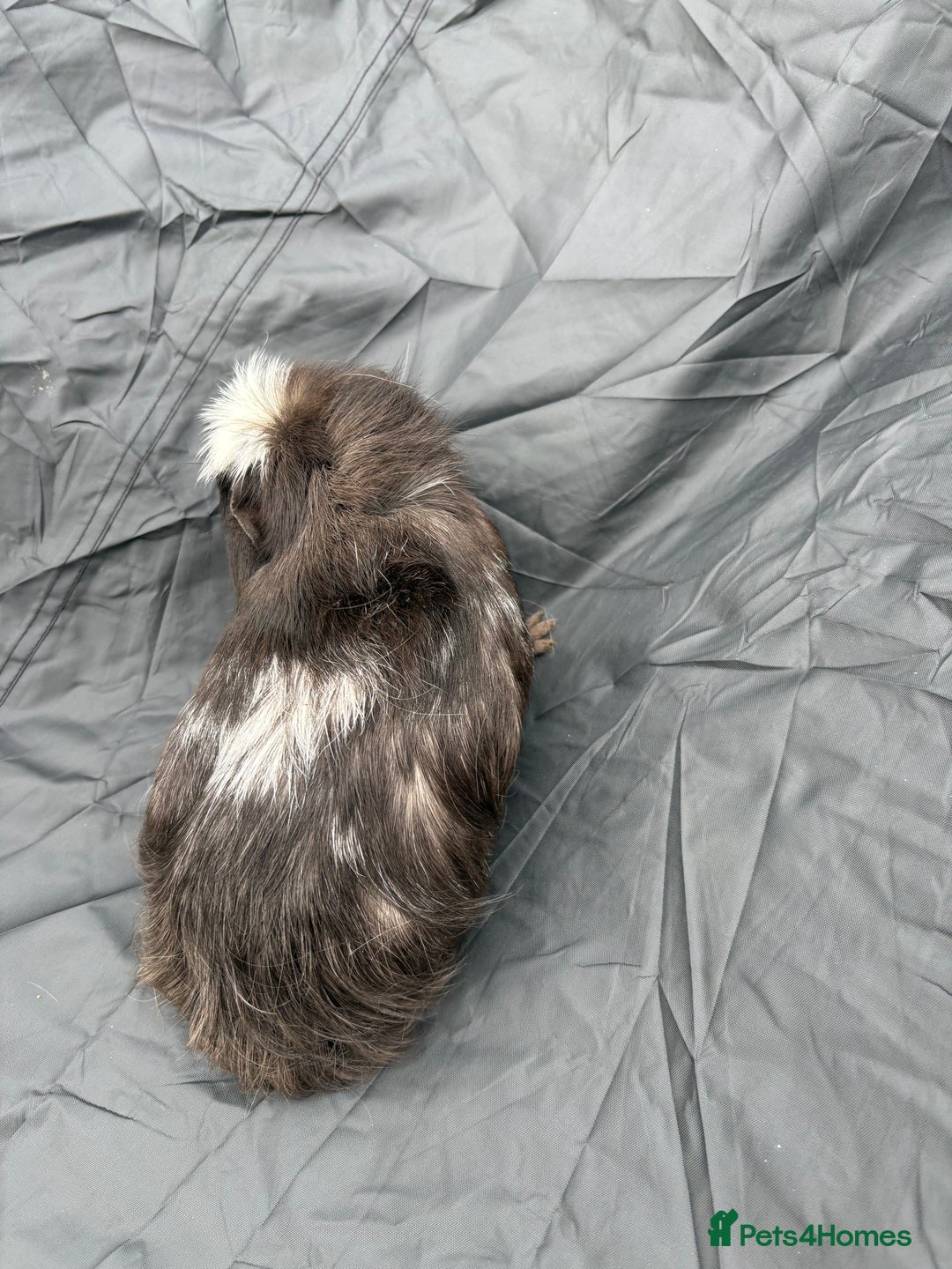 Guinea Pig rodents for sale: 2 male guinea pigs & House  - Image 4