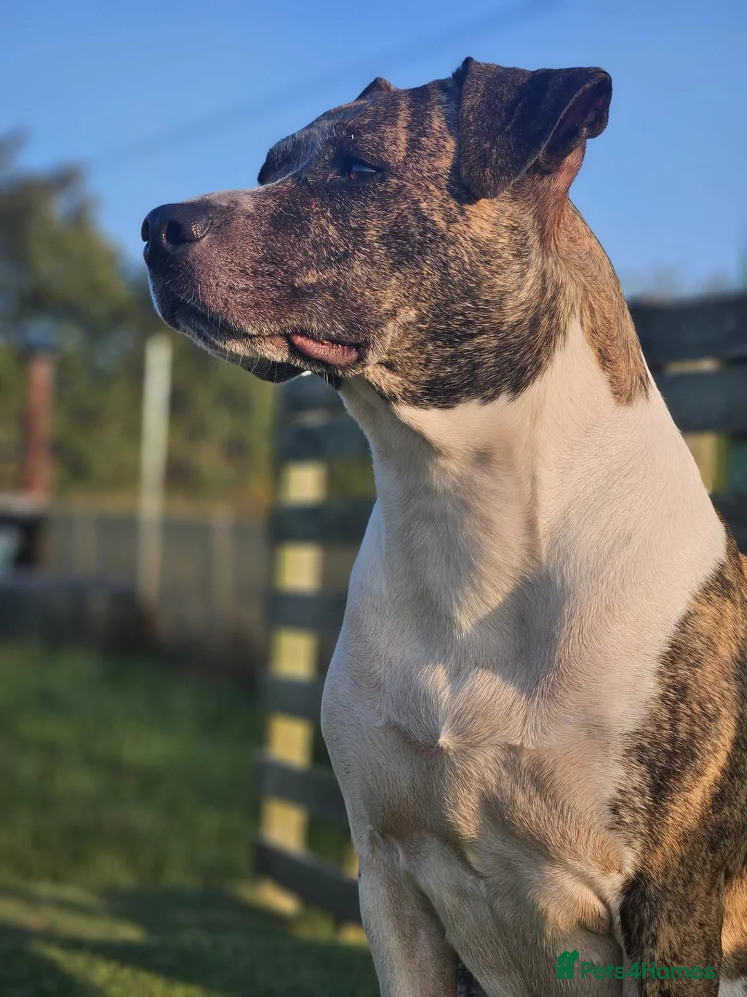 American Bull Staffy dogs for stud: Stud. in Aylesbury - Advert 2