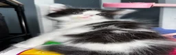 Mixed Breed cats for sale: 5 kittens ready for there forever homes - Advert 10