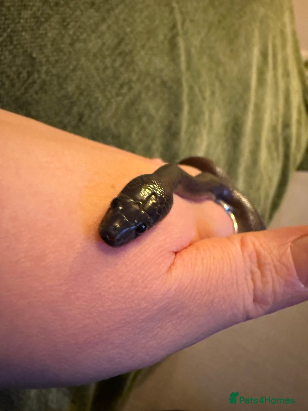 Snake reptiles for sale: Black African house snake - viv included if wanted - Advert 5