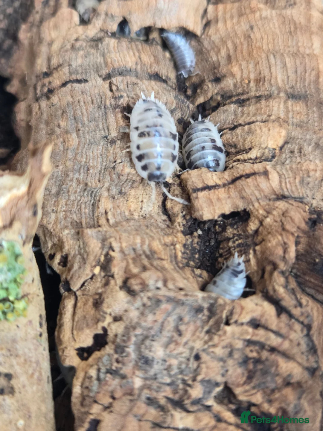 Isopods invertebrates for sale: Diary cow isopods - Advert 2