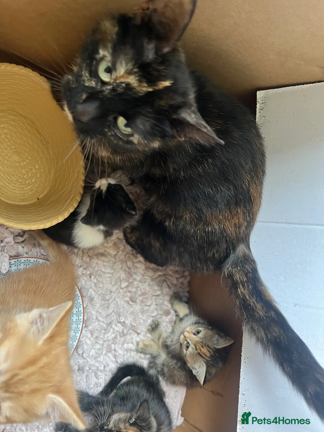 Mixed Breed cats for sale: 4 beautiful well socialised kittens  - Advert 5