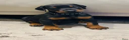 Dobermann dogs for sale: KC registered exclusive Dobermann puppies  - Advert 13