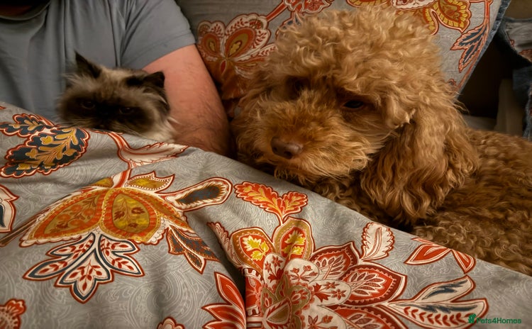 Miniature Poodle dogs - Advert 1
