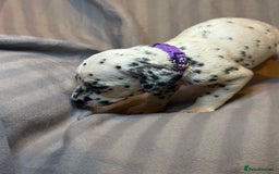Dalmatian dogs for sale: Ready to Home Dalmatian Puppies  - Image 19