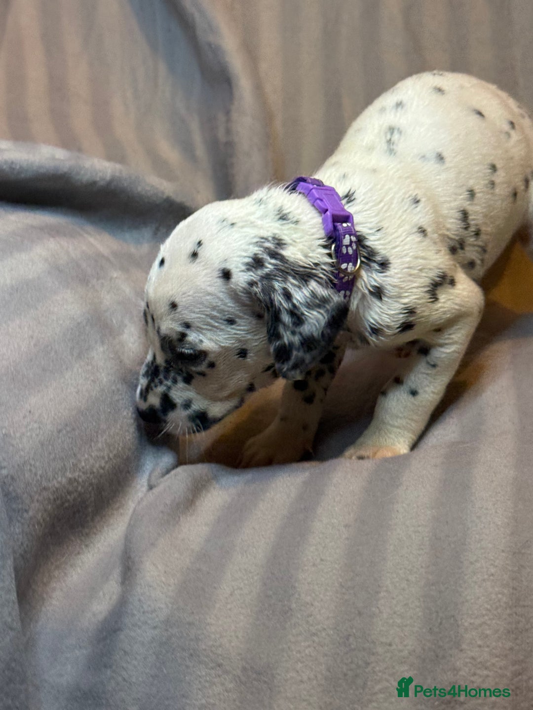 Dalmatian dogs for sale: Ready to Home Dalmatian Puppies  - Image 19