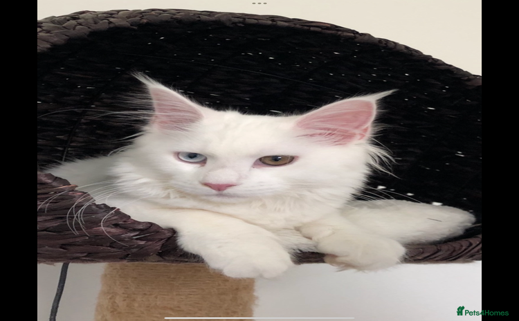 Maine Coon cats - Advert 5