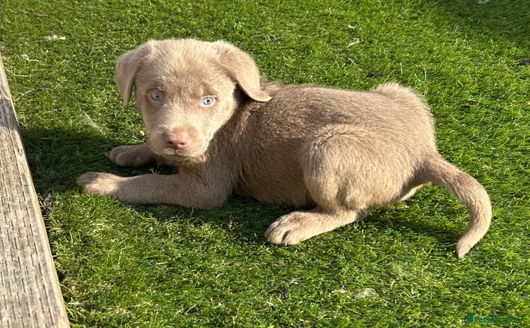 Labrador Retriever dogs - Advert 4