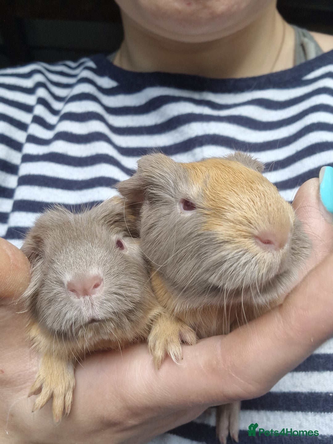 Guinea Pig rodents for sale: Two bond brothers / will ready end of oct  - Image 11