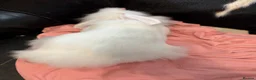 Mixed Breed rabbits for sale: Lion lop buck🩵 - Advert 3