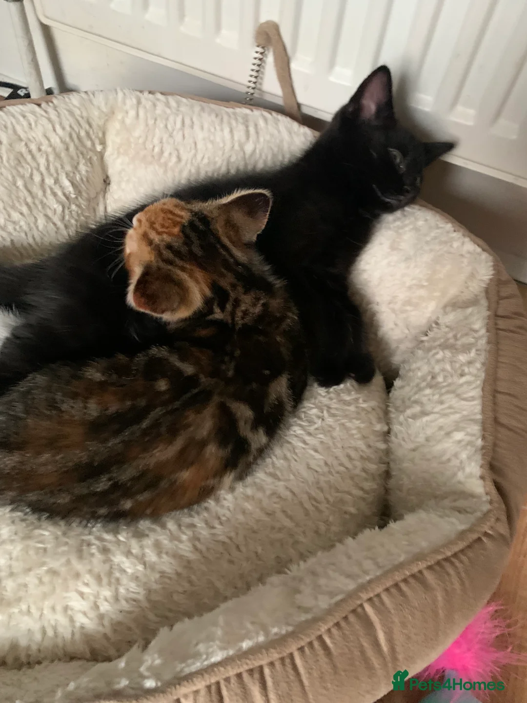 Mixed Breed cats for sale: Two beautiful tabby kittens - Advert 5