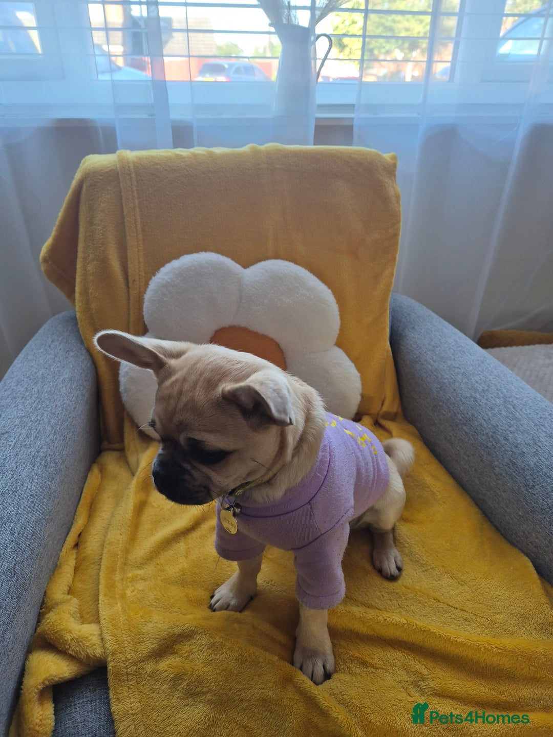 Chug dogs for sale: Bubbles (6 Months - Female Chug) - Advert 4