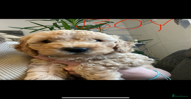 Cockapoo dogs Cockapoo puppies  - Advert 1