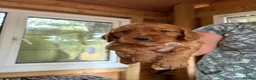 Cocker Spaniel dogs for sale: Kc reg golden Cocker puppies for sale - Advert 2