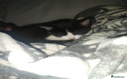 Mixed Breed cats for sale: Fluffy girls - Advert 8