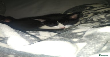 Mixed Breed cats Fluffy girls - Advert 5