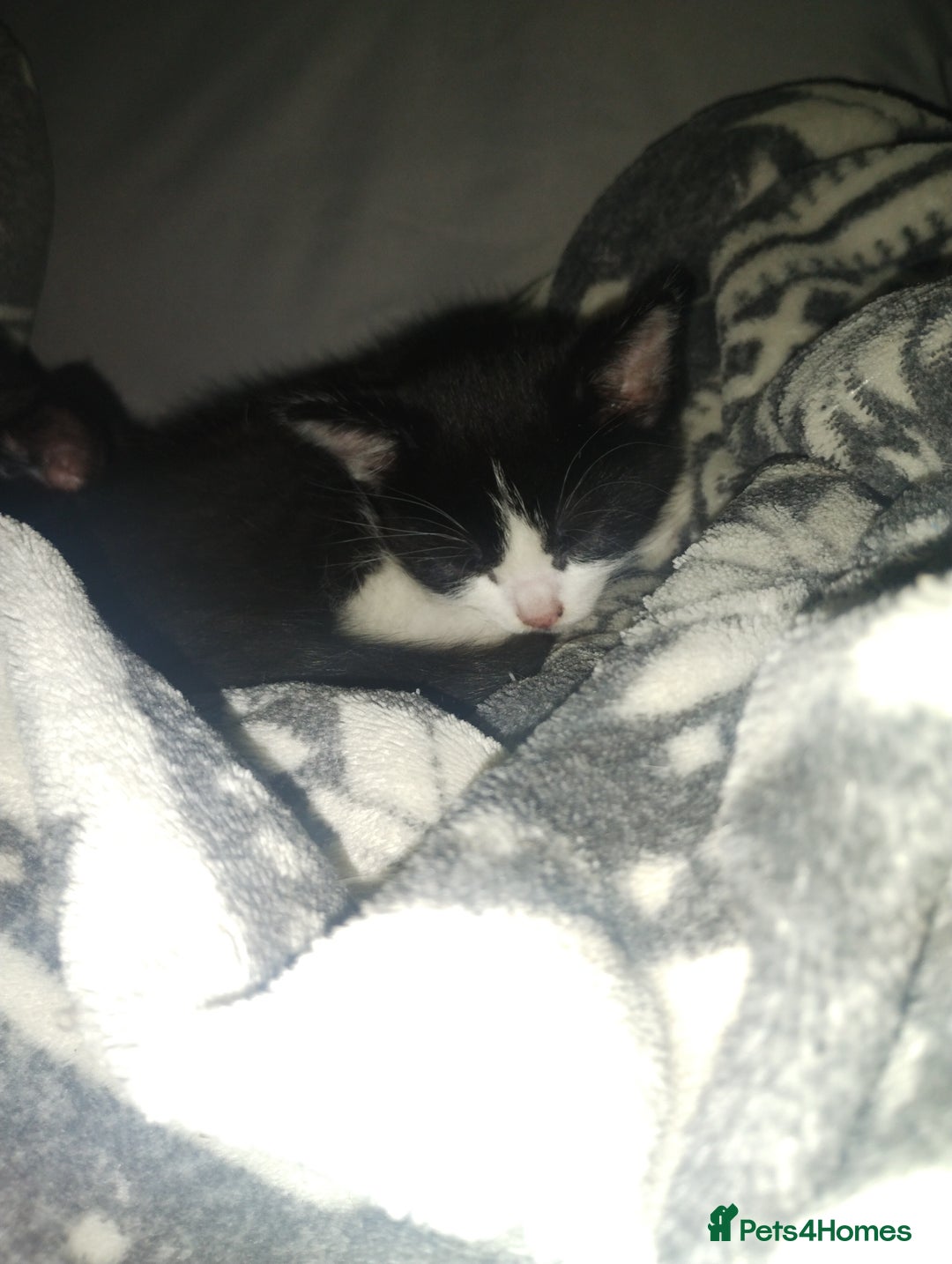 Mixed Breed cats for sale: Fluffy girls - Advert 8