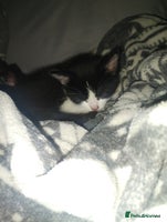 Mixed Breed cats Fluffy girls - Advert 7