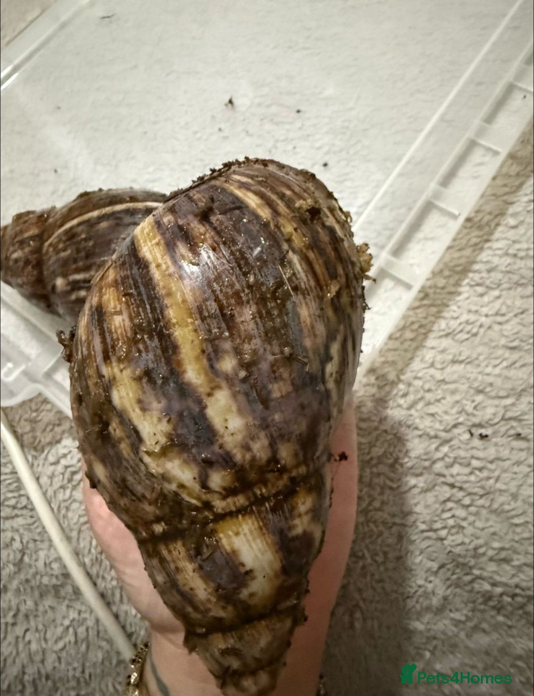 Snails invertebrates for sale: Ovum snails  - Image 2