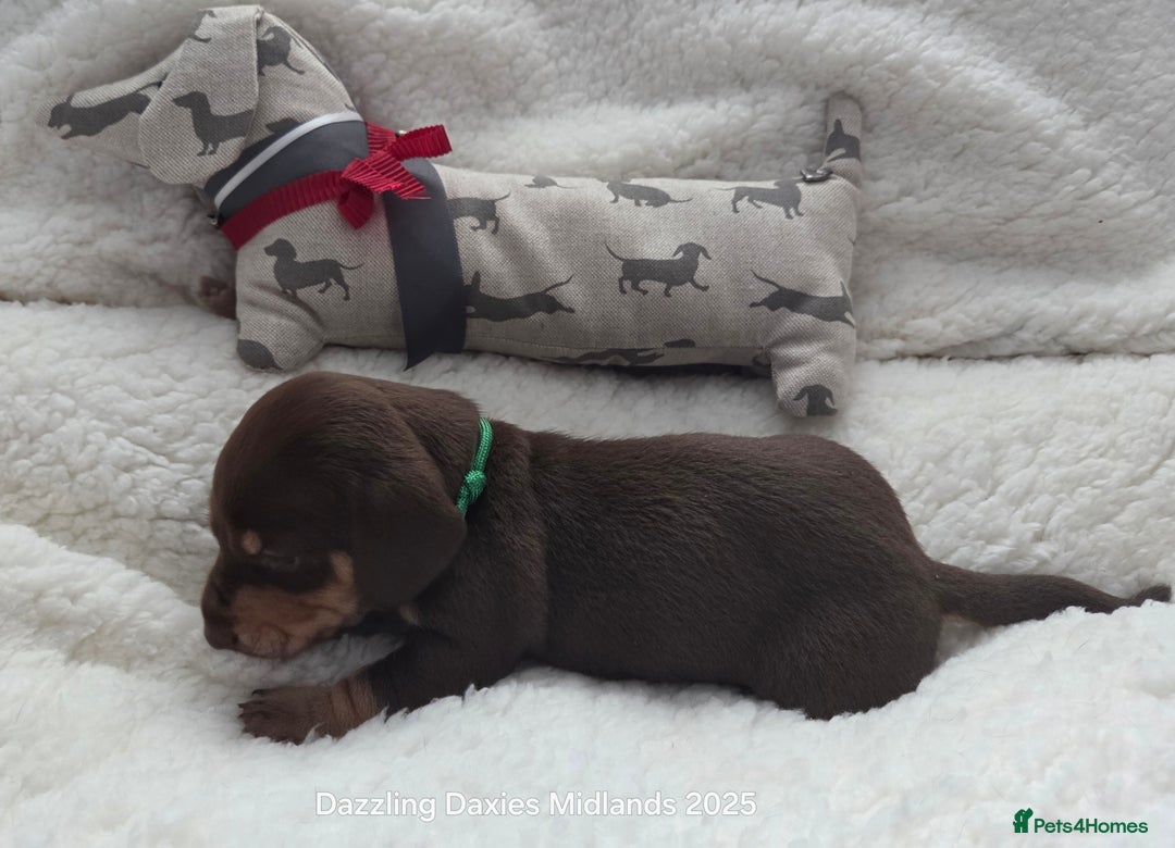 Miniature Dachshund dogs for sale: Shorthaired Minature Daschunds  - Image 28