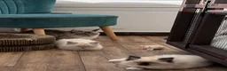 Ragdoll cats for sale: Gorgeous GCCF reg ragdoll babies.  - Advert 4
