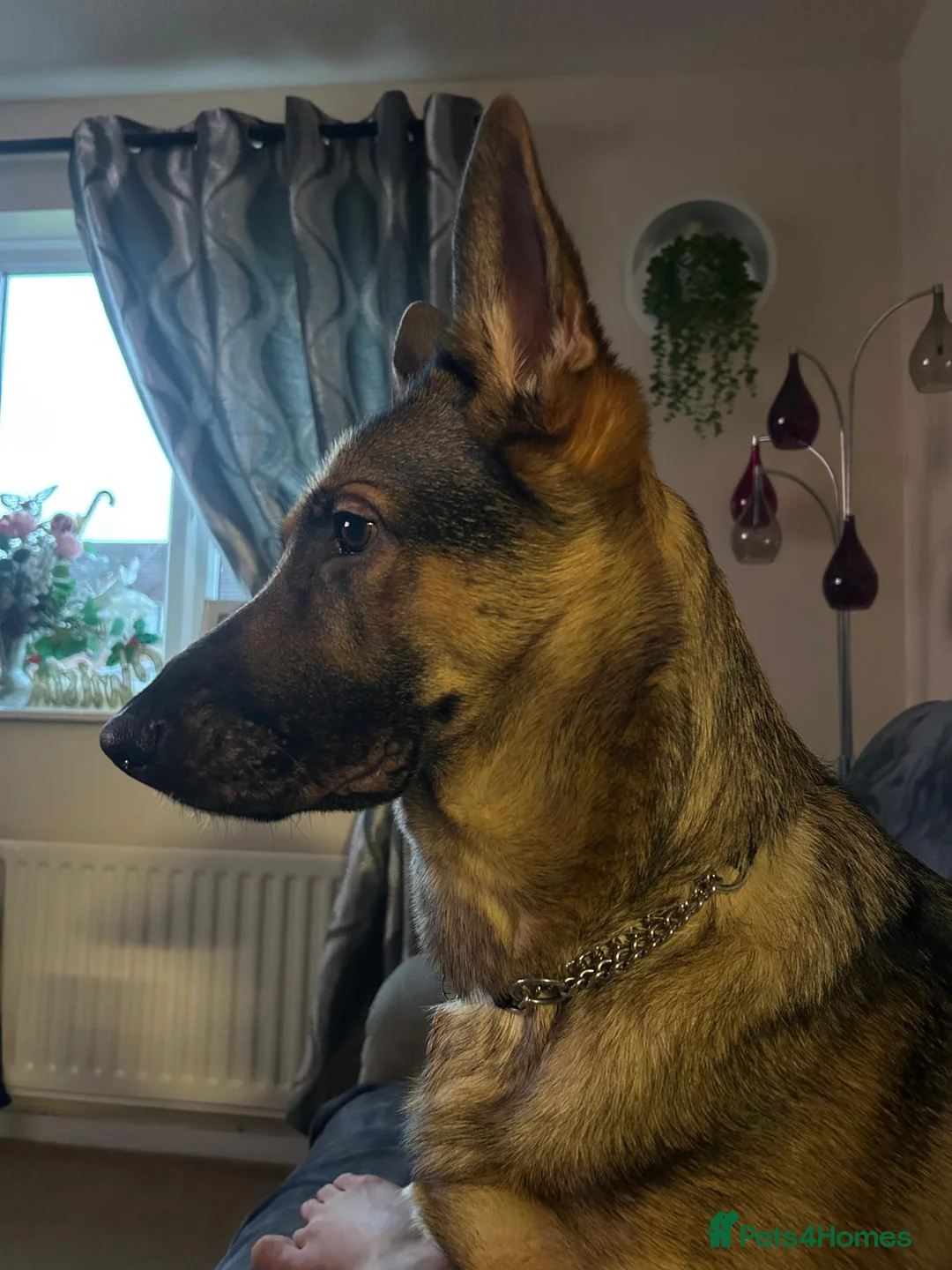 German Shepherd dogs for sale: Bella  - Advert 3