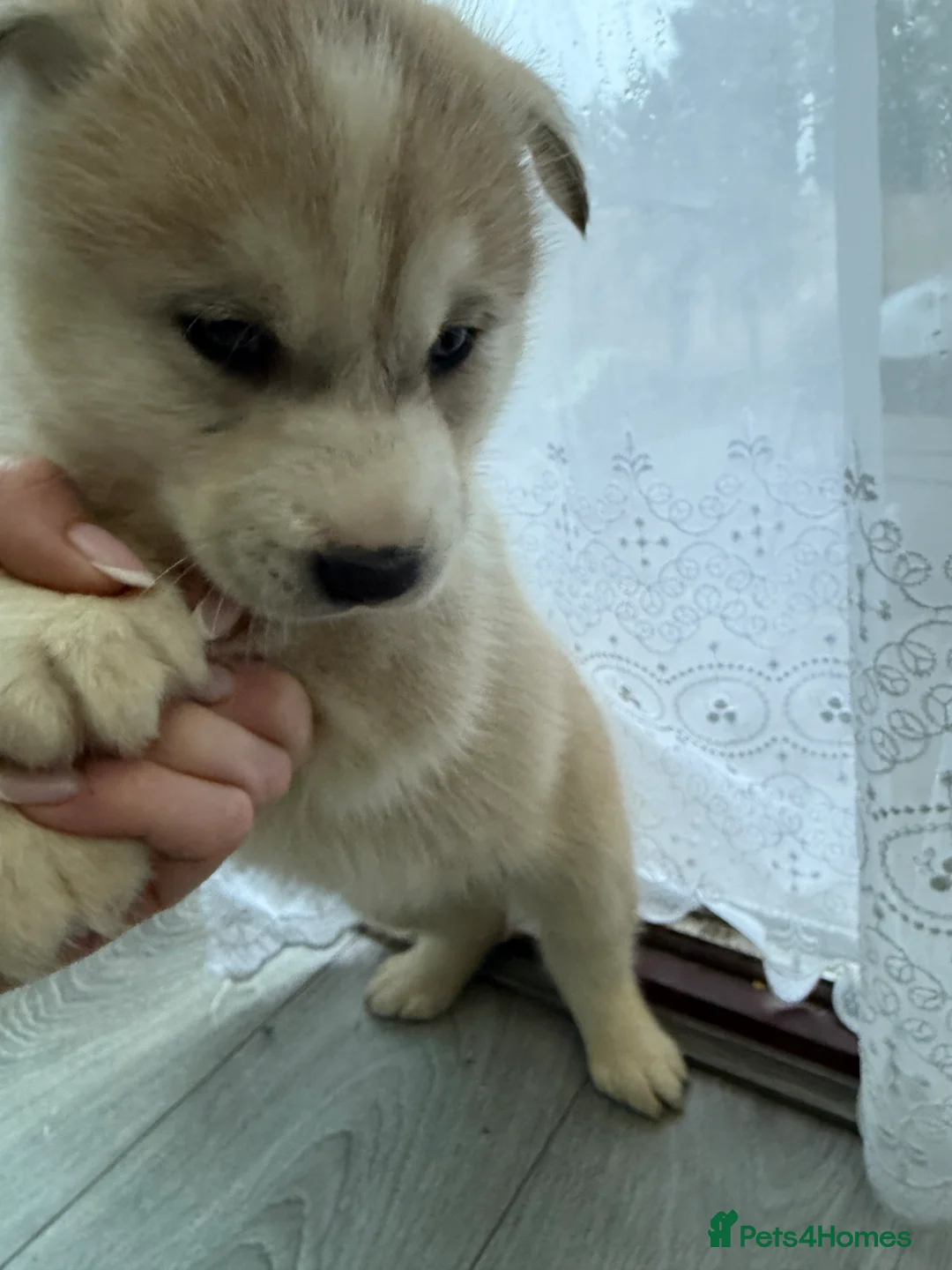 Siberian Husky dogs for sale: Puppies Siberian Huskies  - Advert 15