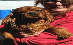 Cavalier King Charles Spaniel dogs for stud: Cavalier KC reg health tested proven stud  - Image 11