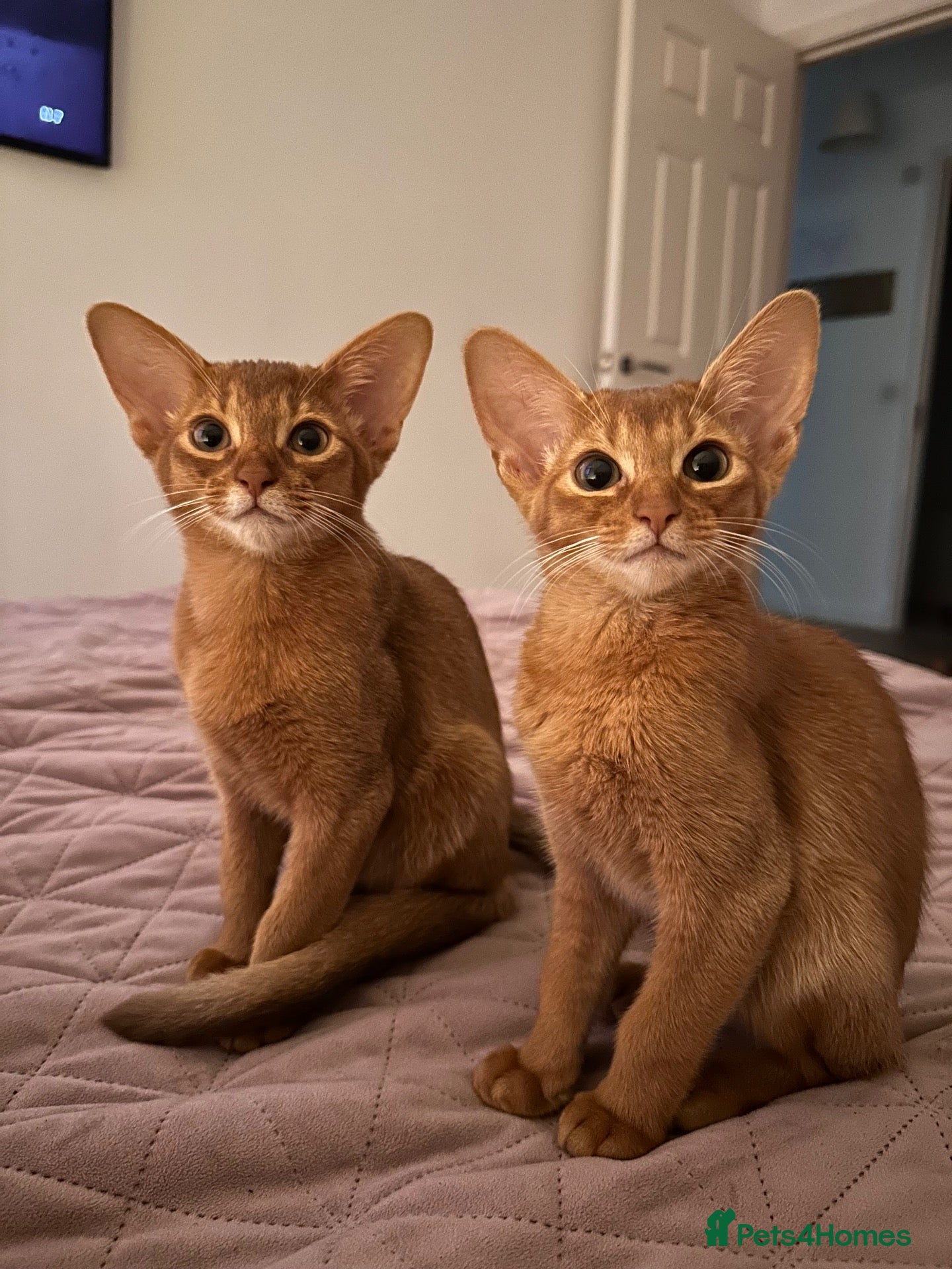 Somali cats Ready now! 😍 Beautiful shorthair Somali kittens🥰 - Advert 2