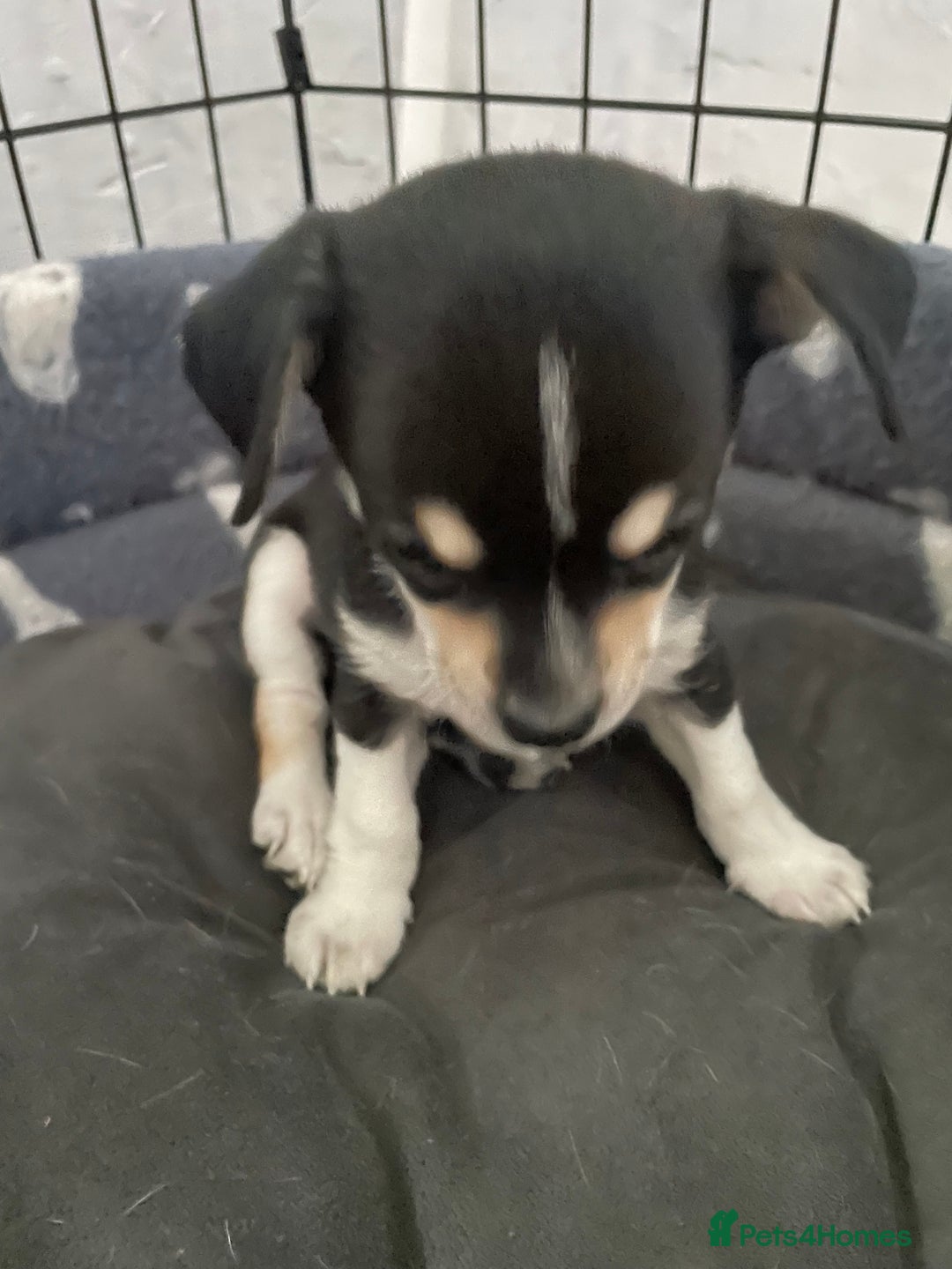 Chihuahua dogs for sale: Chihuahua Puppy 3 - 2 boy, 1 girl  chihuahua  - Image 24