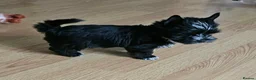 Yorkshire Terrier dogs for sale: Yorkshire terriers looking for their forever home  - Advert 11