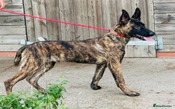 Belgian Shepherd Dog dogs for sale: Belgian Malinois / Dutch Herder  - Image 32