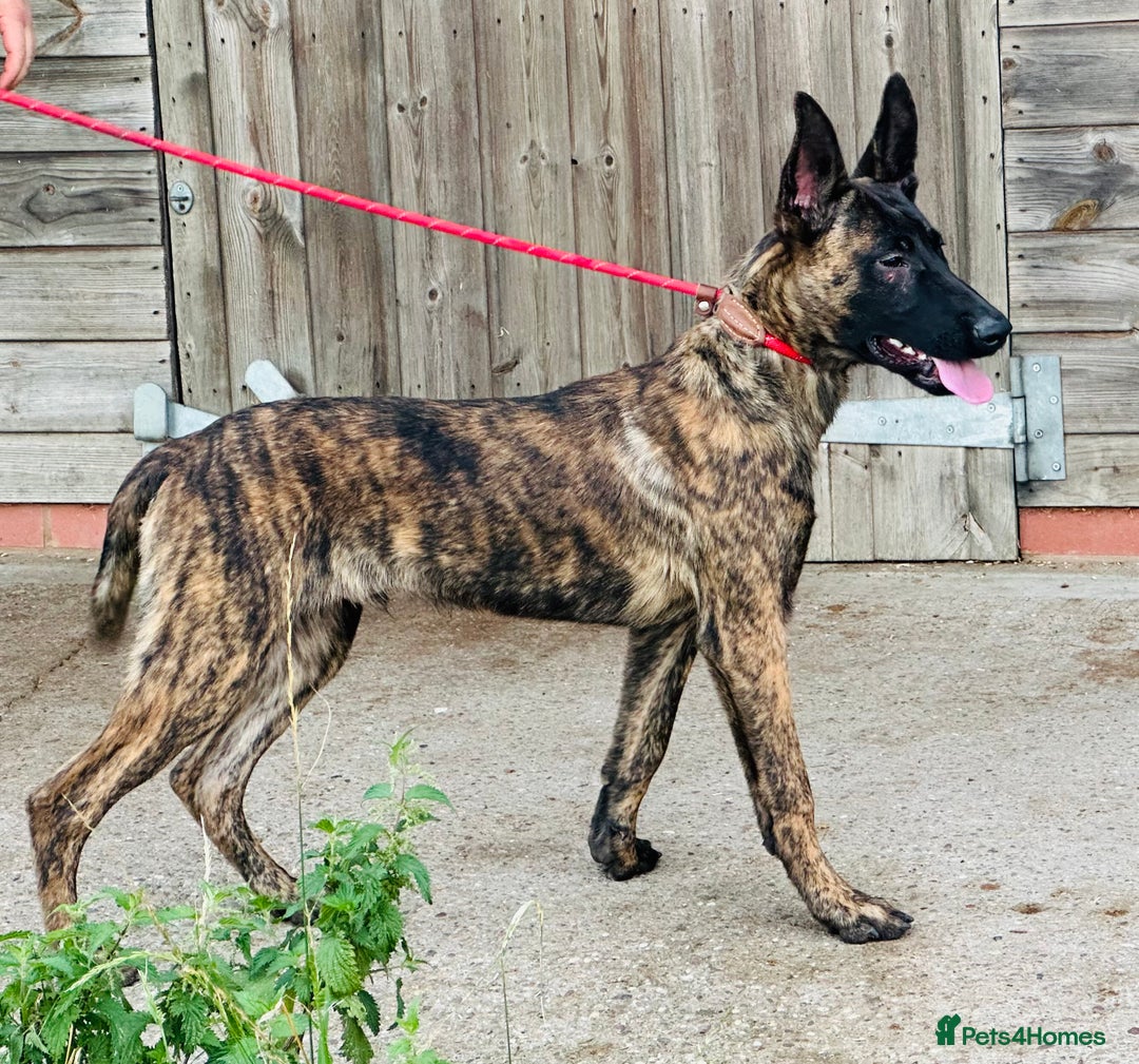 Belgian Shepherd Dog dogs for sale: Belgian Malinois / Dutch Herder  - Image 32