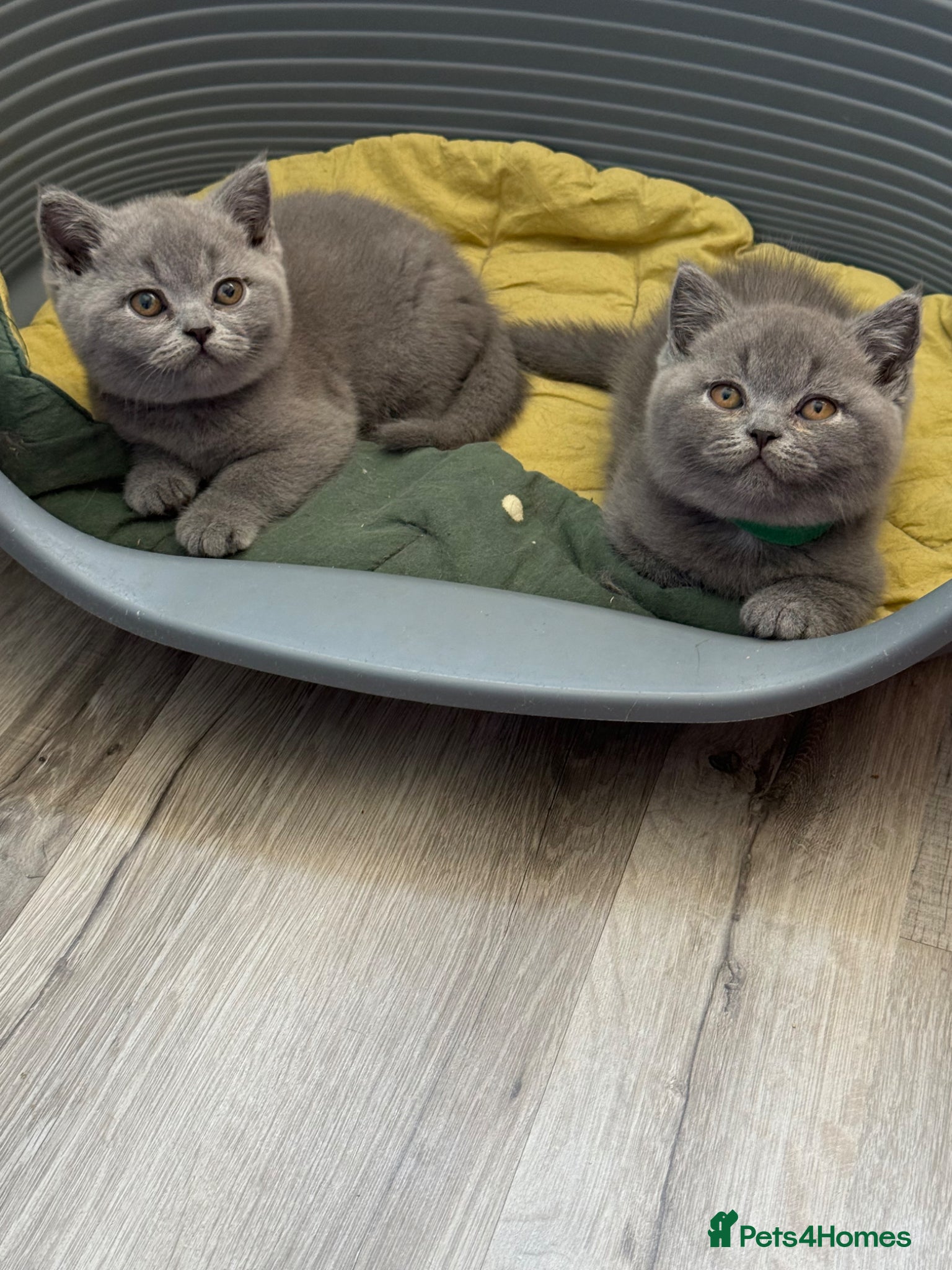 British Shorthair cats for sale: Pedigree British Shorthair Kittens ready to go! - Advert 21