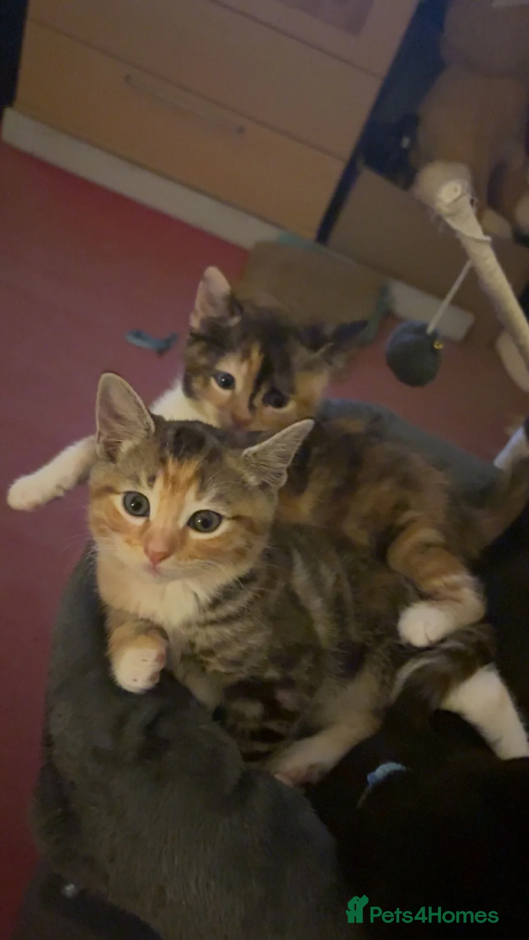 Mixed Breed cats for sale: 2 adorable kittens for sale 1 male 1 female - Advert 1