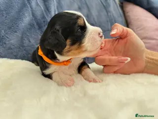 Bernedoodle dogs Gorgeous Bernedoodle puppies 🖤 - Advert 4