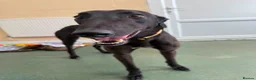 Greyhound dogs for adoption: Oliver - Advert 2