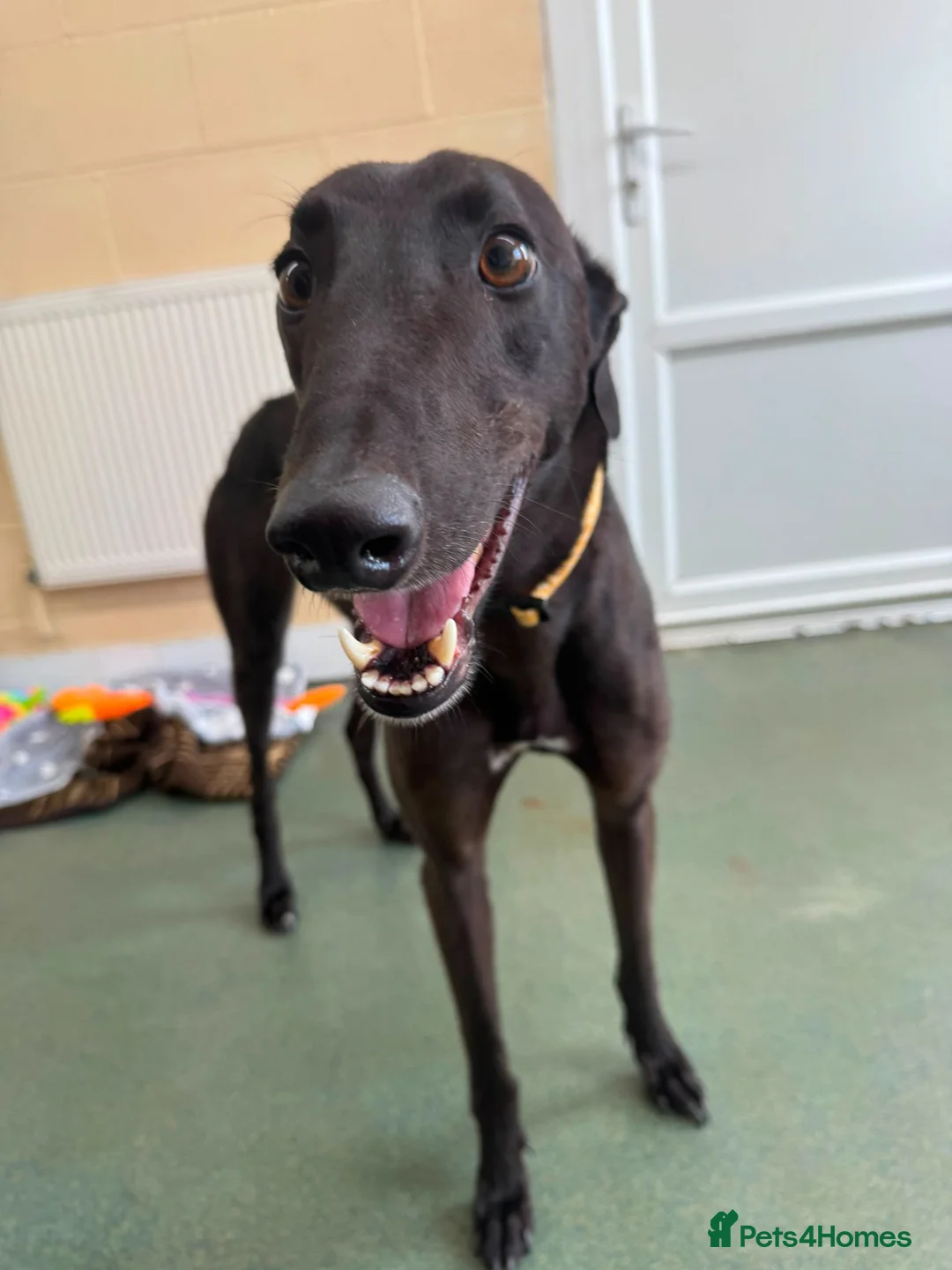 Greyhound dogs for adoption: Oliver - Advert 2