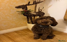 Cockapoo dogs for stud: Celt - Cockapoo Therapy Dog for Stud (PoL) - Image 2