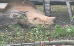 Maine Coon cats for stud: Maine coon  male - Image 5